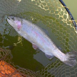 大安トラウトレイク 釣果